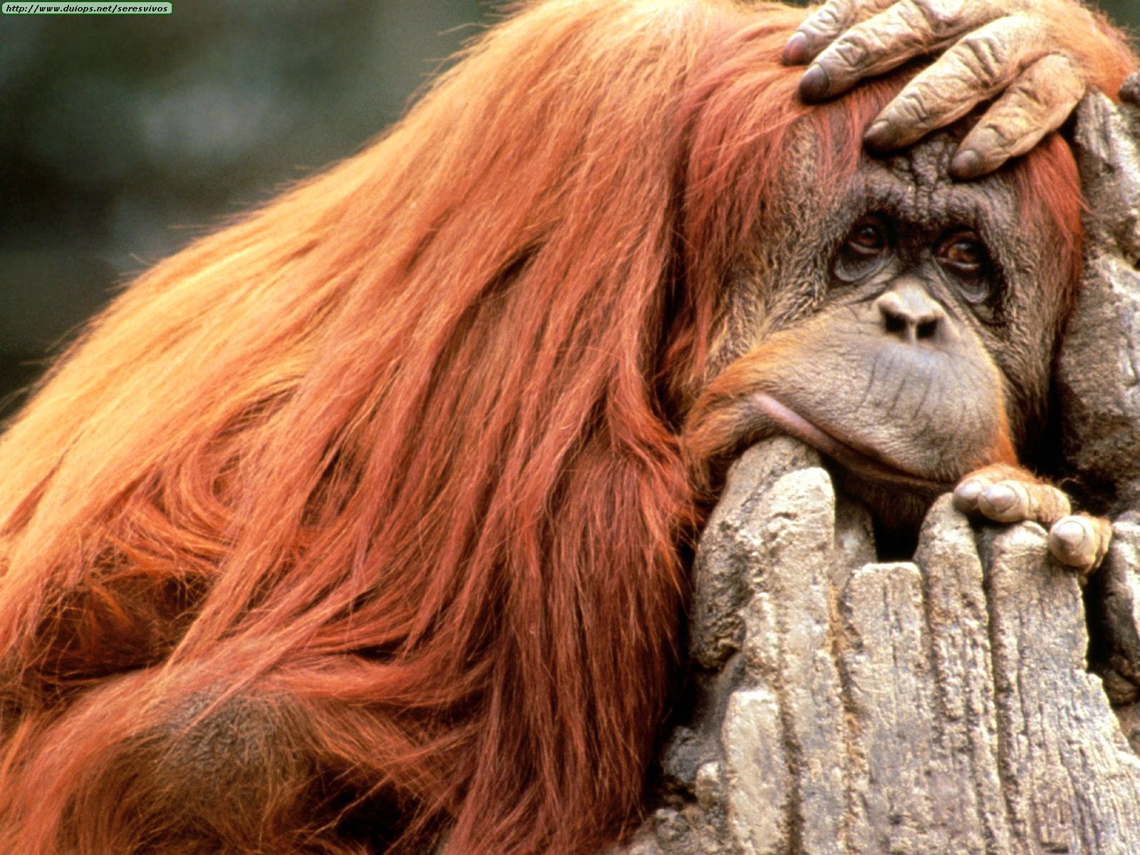 More orangutans